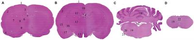 Onset and progression of postmortem histological changes in the central nervous system of RccHan™: WIST rats